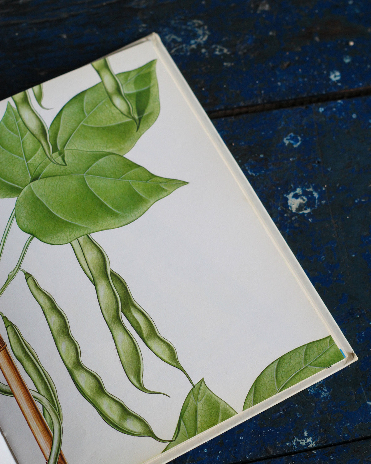 Libro vintage Un seme – Editrice Piccoli