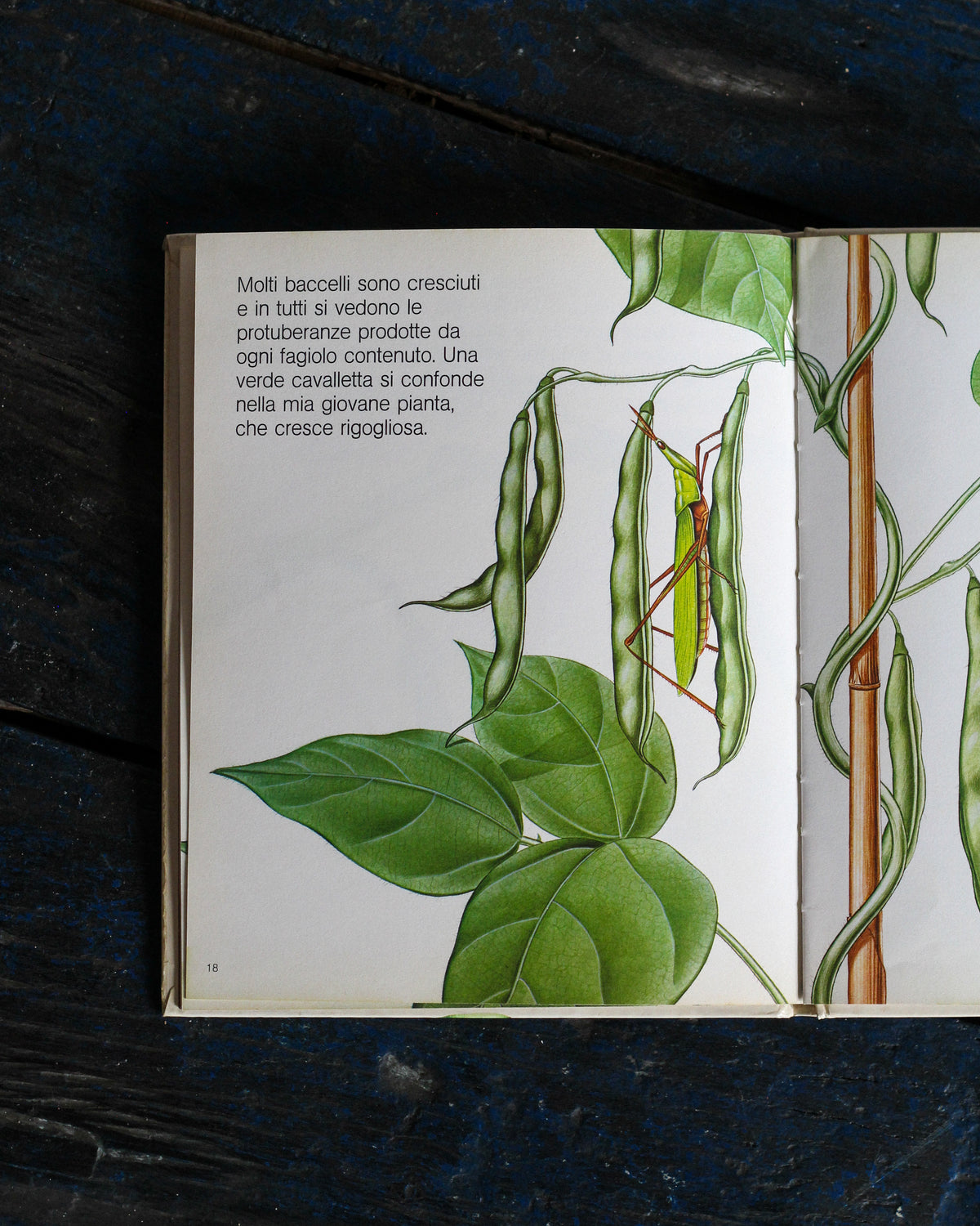 Libro vintage Un seme – Editrice Piccoli