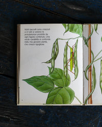 Libro vintage Un seme – Editrice Piccoli