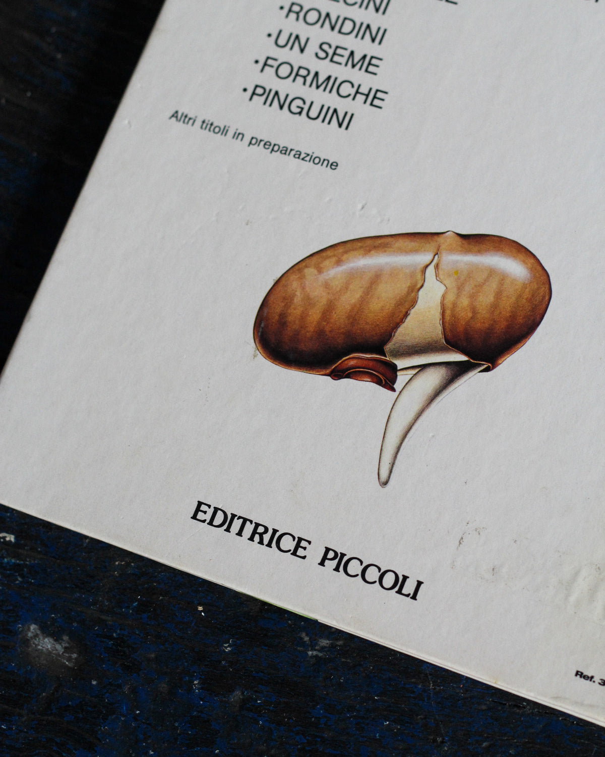 Libro vintage Un seme – Editrice Piccoli