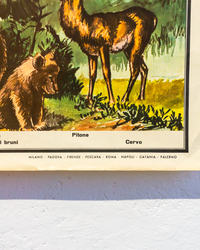 Manifesto Animali Selvaggi