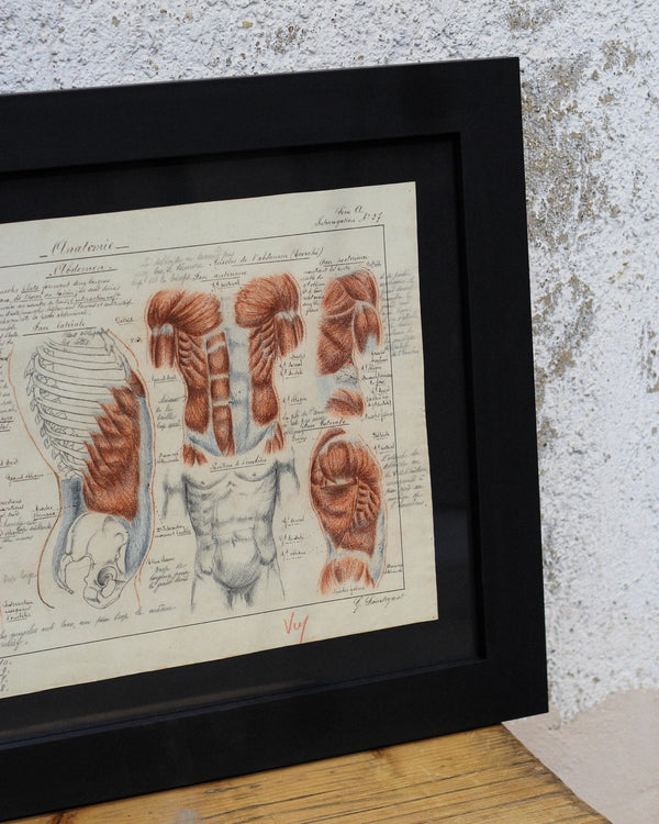 Disegno anatomico francese - 1909