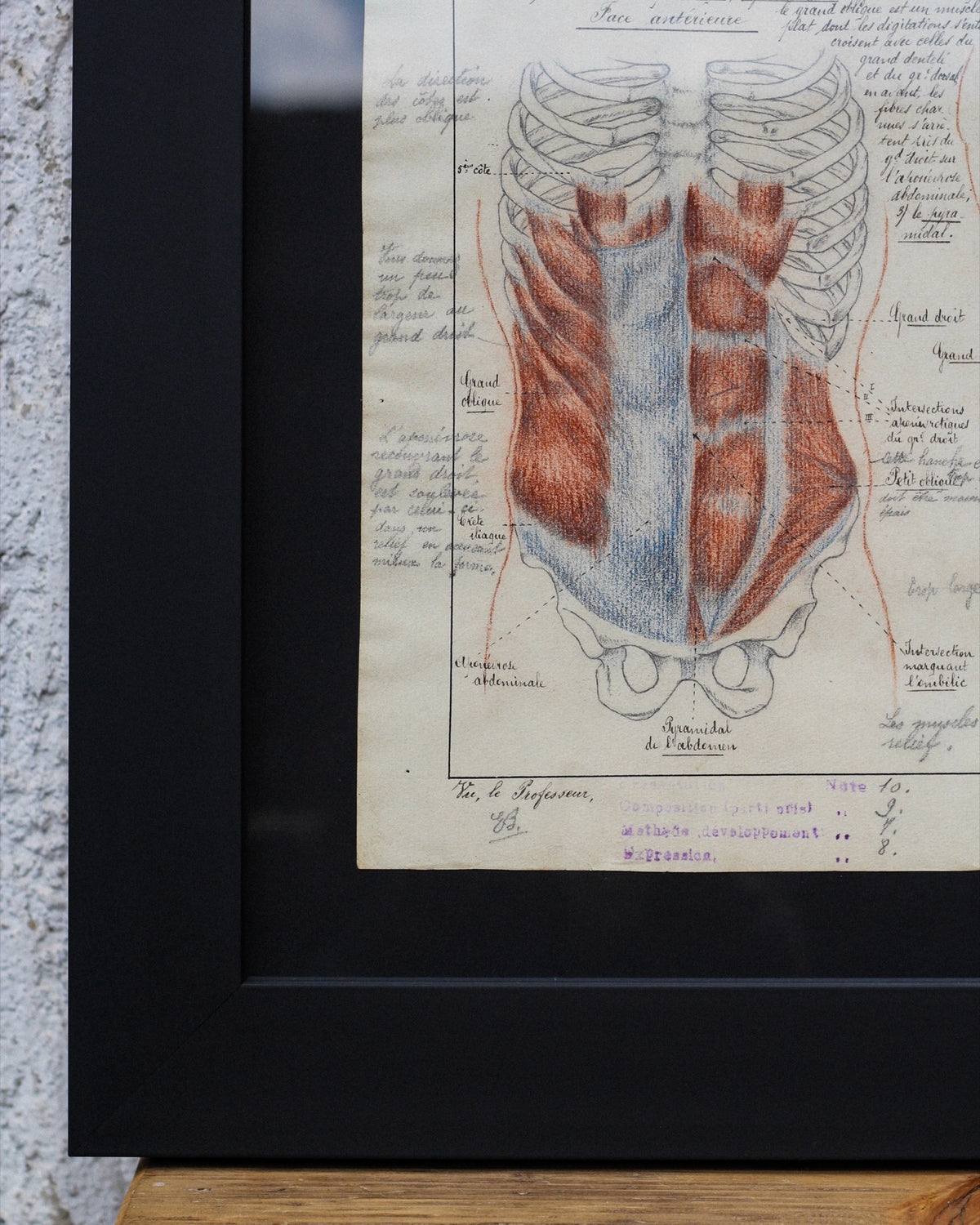 Disegno anatomico francese - 1909
