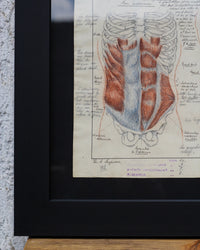 Disegno anatomico francese - 1909