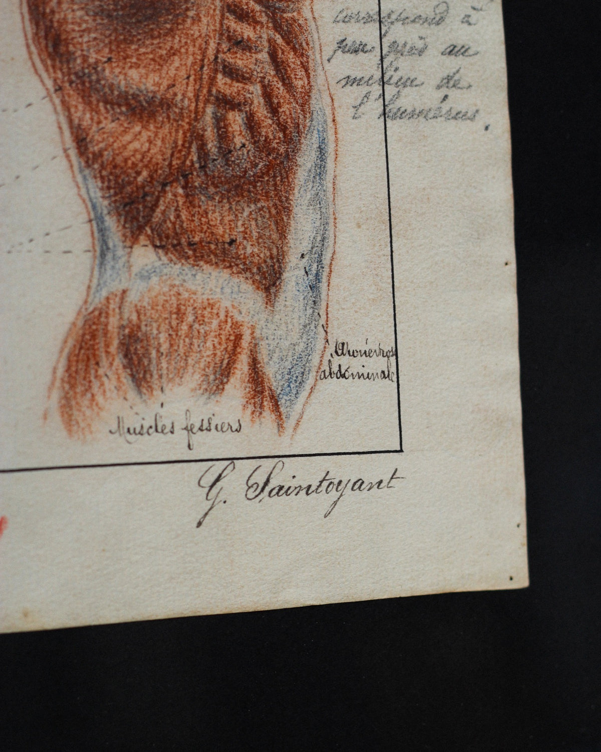 Disegno anatomico francese - 1909