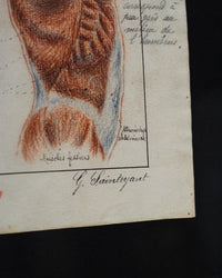 Disegno anatomico francese - 1909