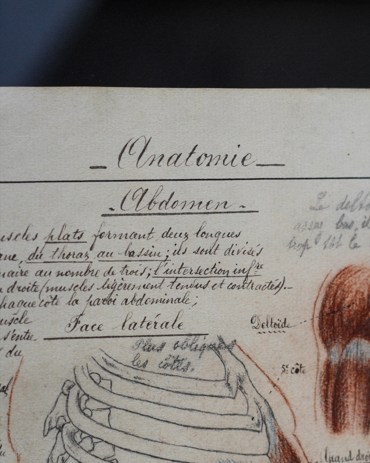 Disegno anatomico francese - 1909