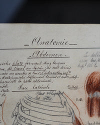 Disegno anatomico francese - 1909