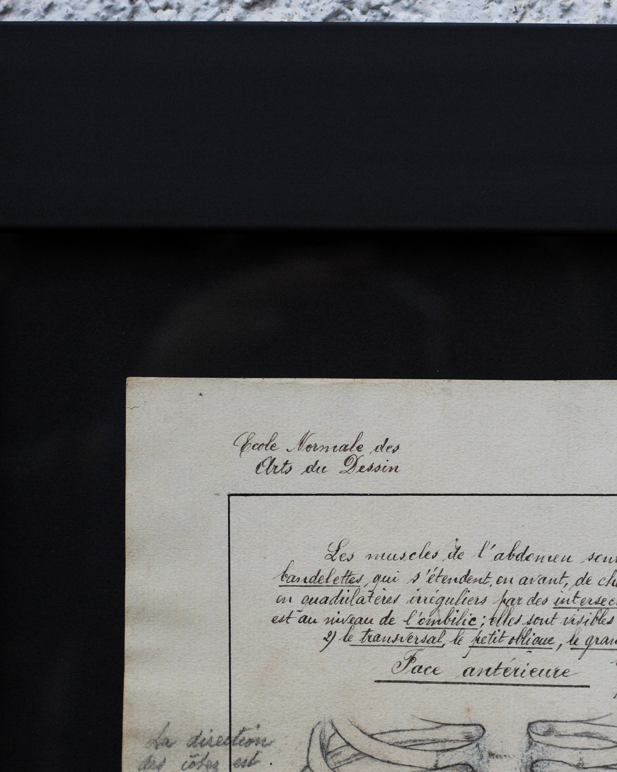Disegno anatomico francese - 1909
