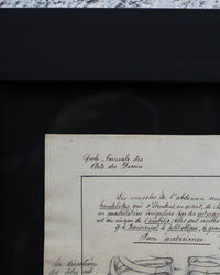 Disegno anatomico francese - 1909