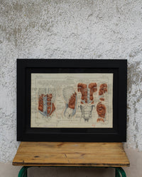 Disegno anatomico francese - 1909
