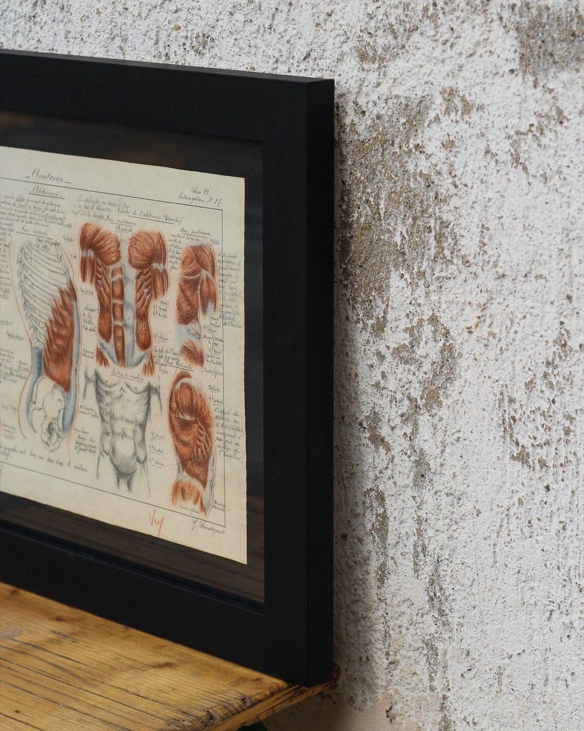 Disegno anatomico francese - 1909