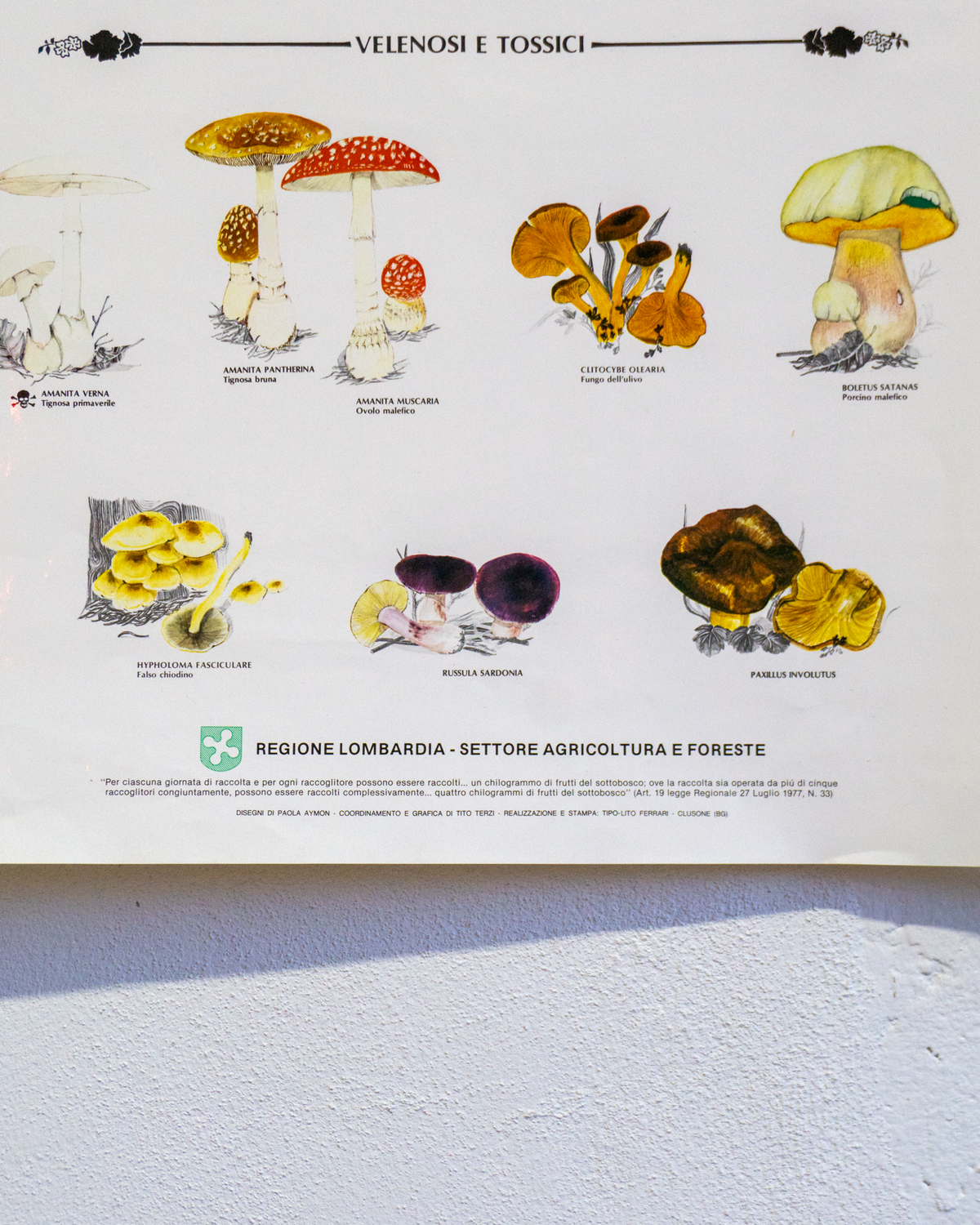 Manifesto Funghi