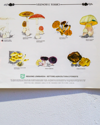 Manifesto Funghi
