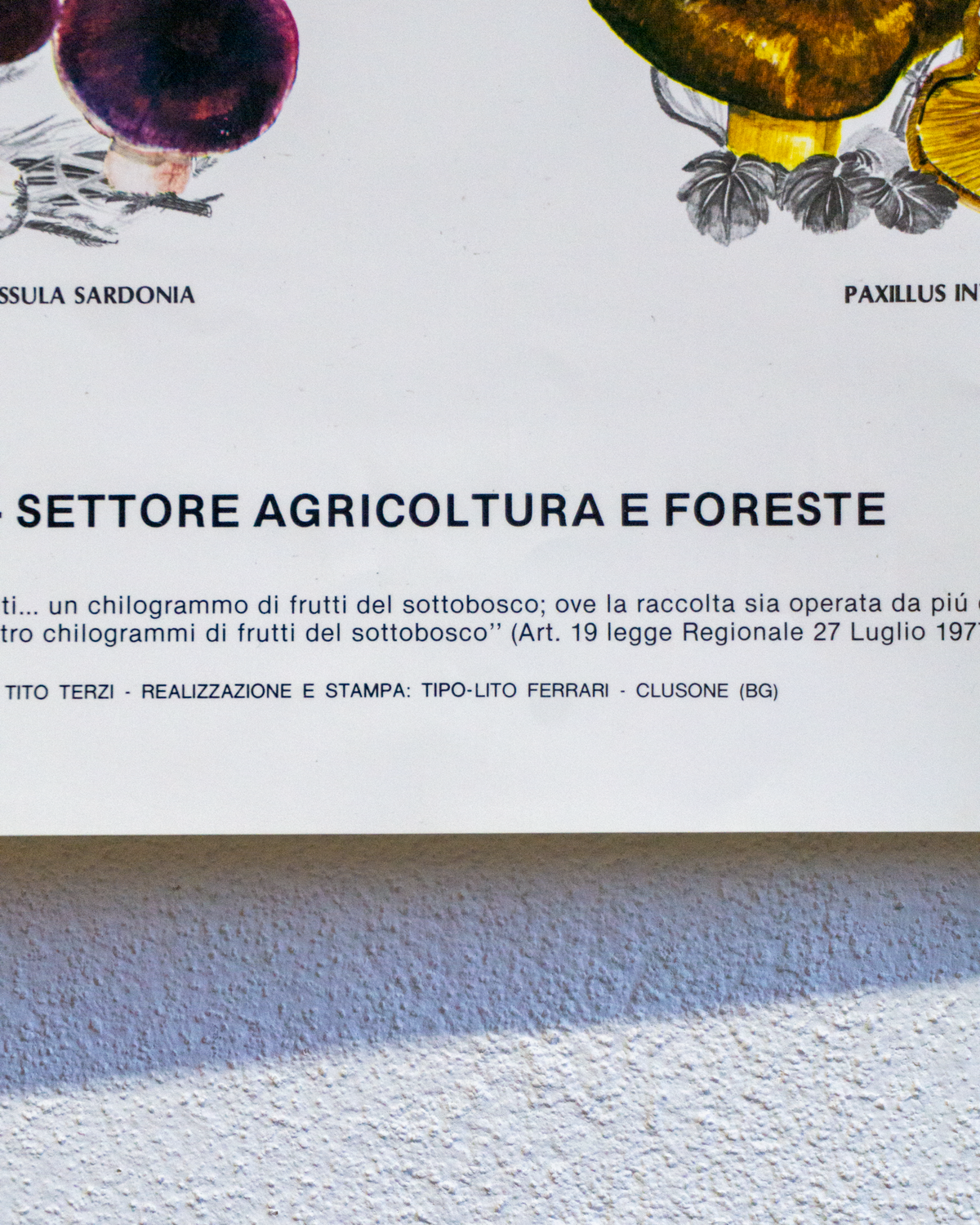 Manifesto Funghi