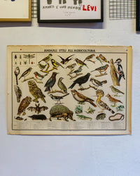 Tavola didattica Paravia “Animali e Agricoltura” – anni ’60