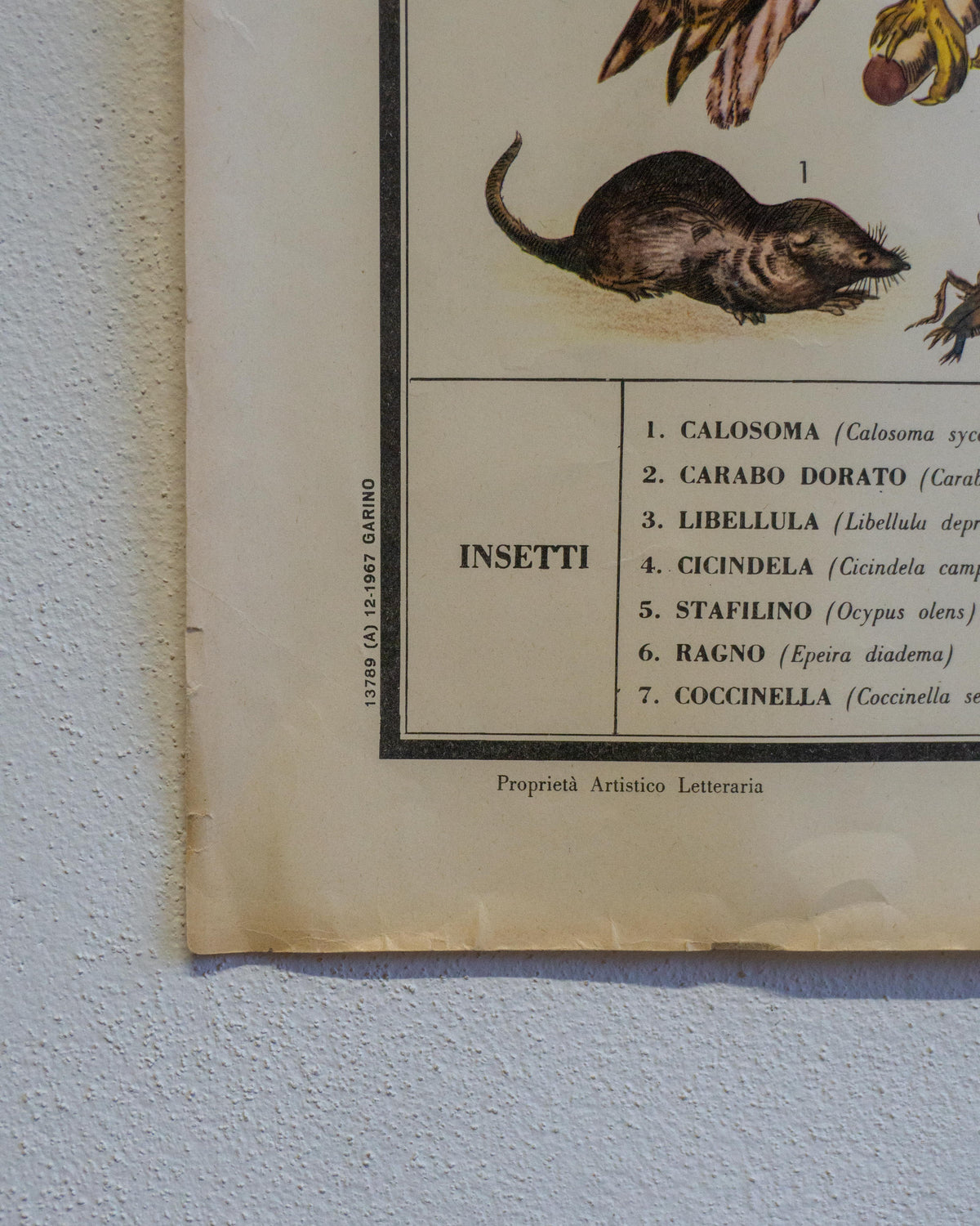 Tavola didattica Paravia “Animali e Agricoltura” – anni ’60