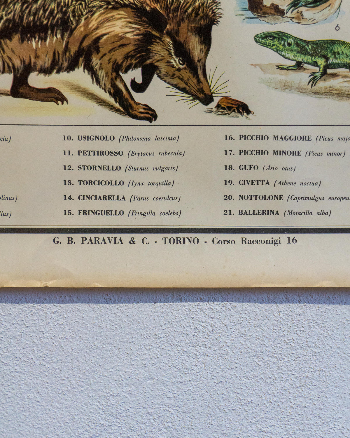 Tavola didattica Paravia “Animali e Agricoltura” – anni ’60