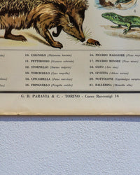 Tavola didattica Paravia “Animali e Agricoltura” – anni ’60