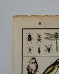 Tavola didattica Paravia “Animali e Agricoltura” – anni ’60