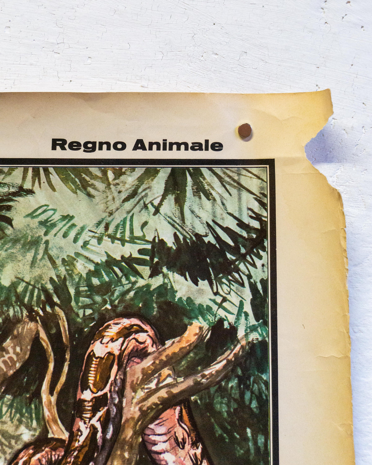 Tavola didattica Paravia “Il Regno Animale” – anni ’60