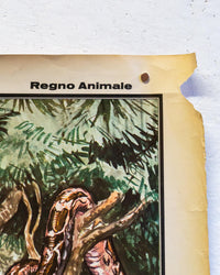 Tavola didattica Paravia “Il Regno Animale” – anni ’60