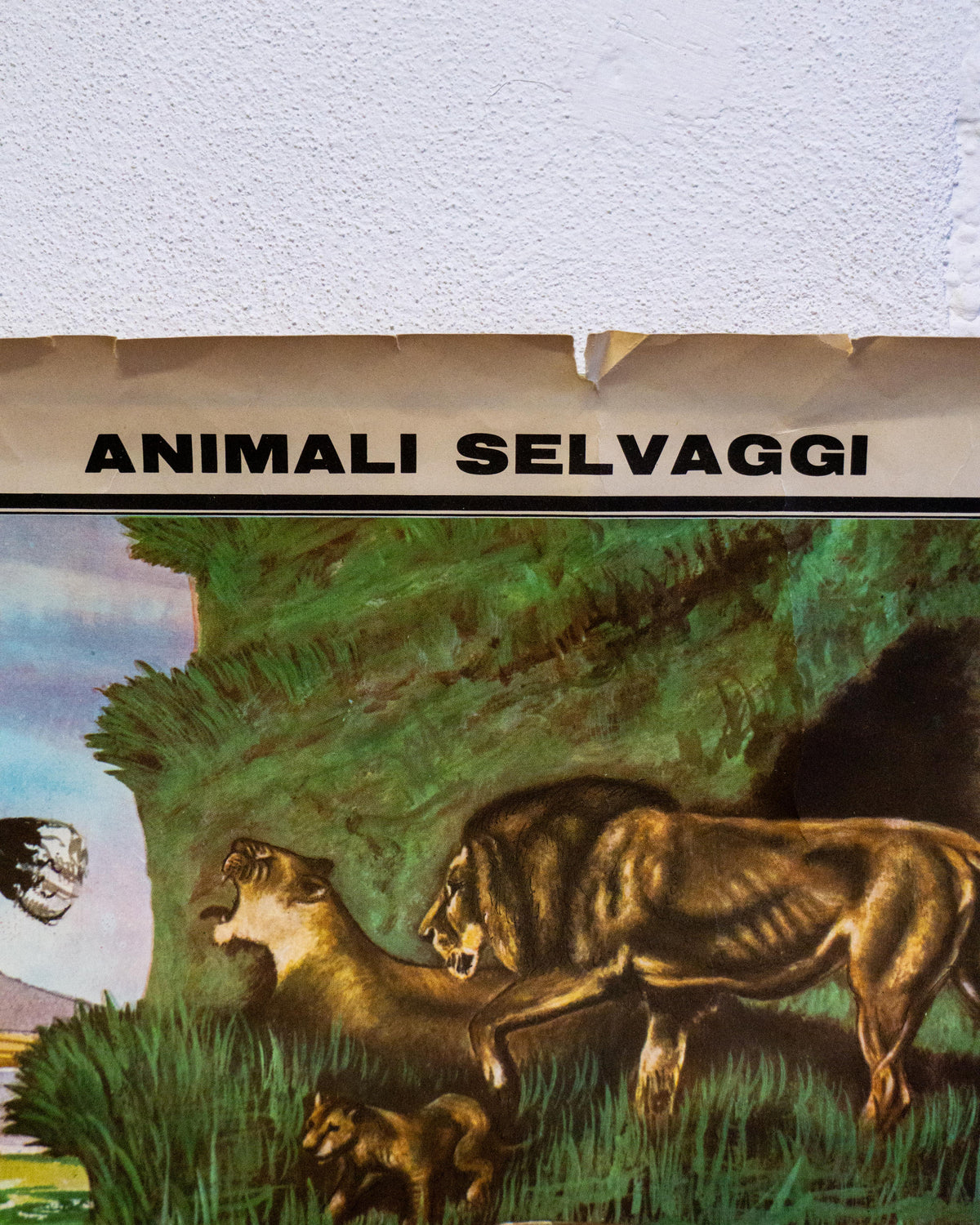 Tavola didattica Paravia “Il Regno Animale” – anni ’60