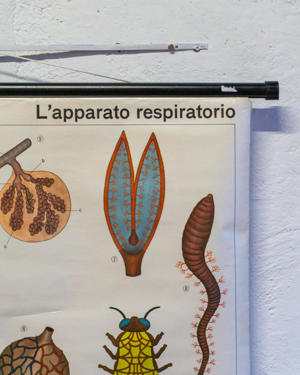 Mappa didattica “L’Apparato Respiratorio” – anni ’60