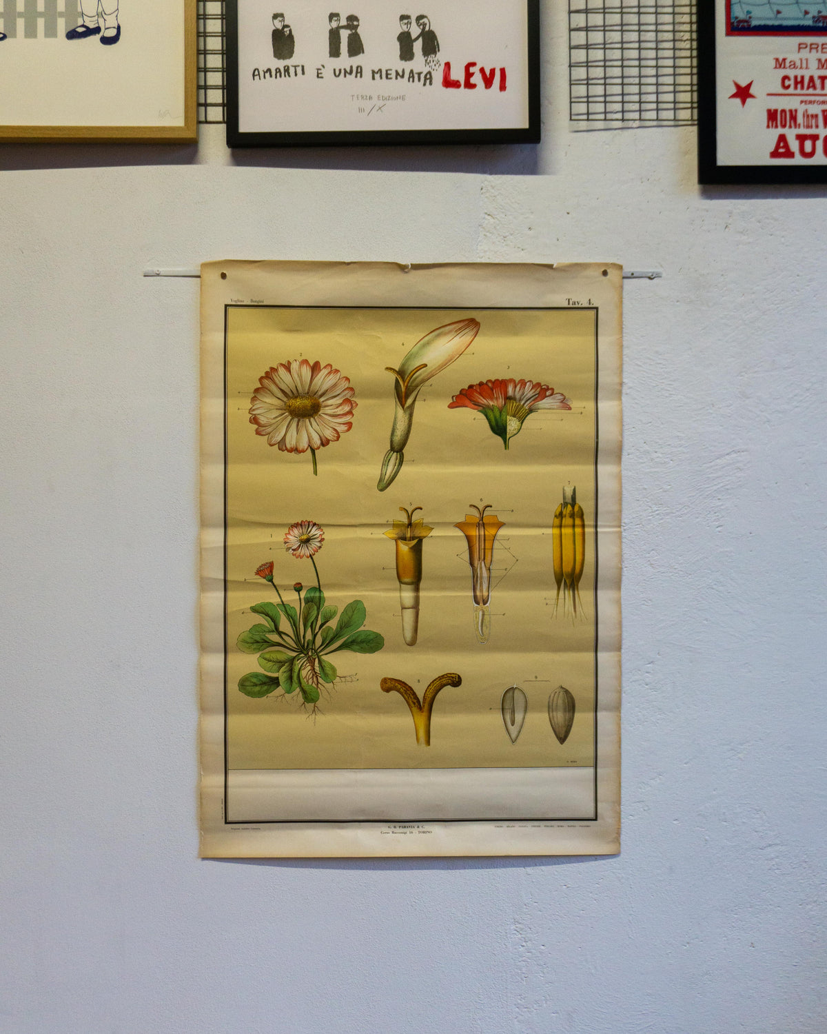 Tavola didattica Paravia “Il Fiore” – tav. 4, anni ’60
