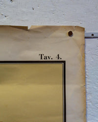 Tavola didattica Paravia “Il Fiore” – tav. 4, anni ’60