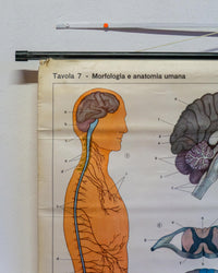 Mappa didattica Il sistema nervoso con stecche 1960