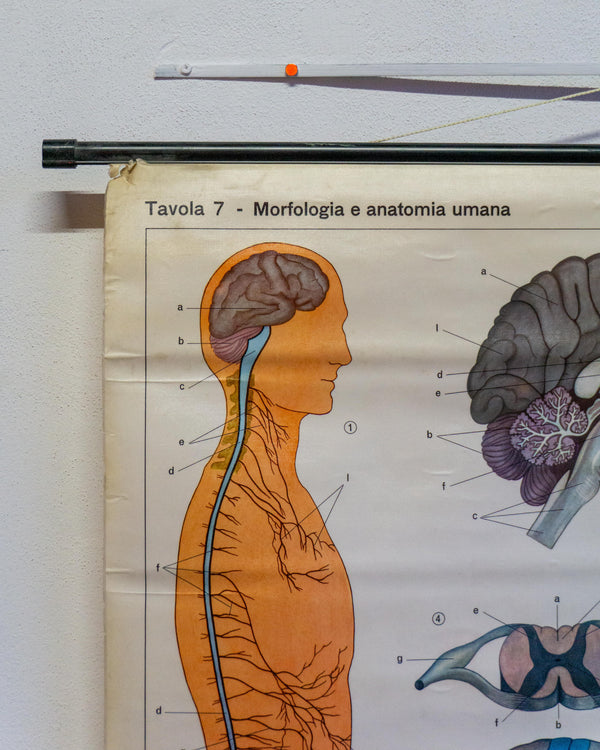 Mappa didattica Il sistema nervoso con stecche 1960