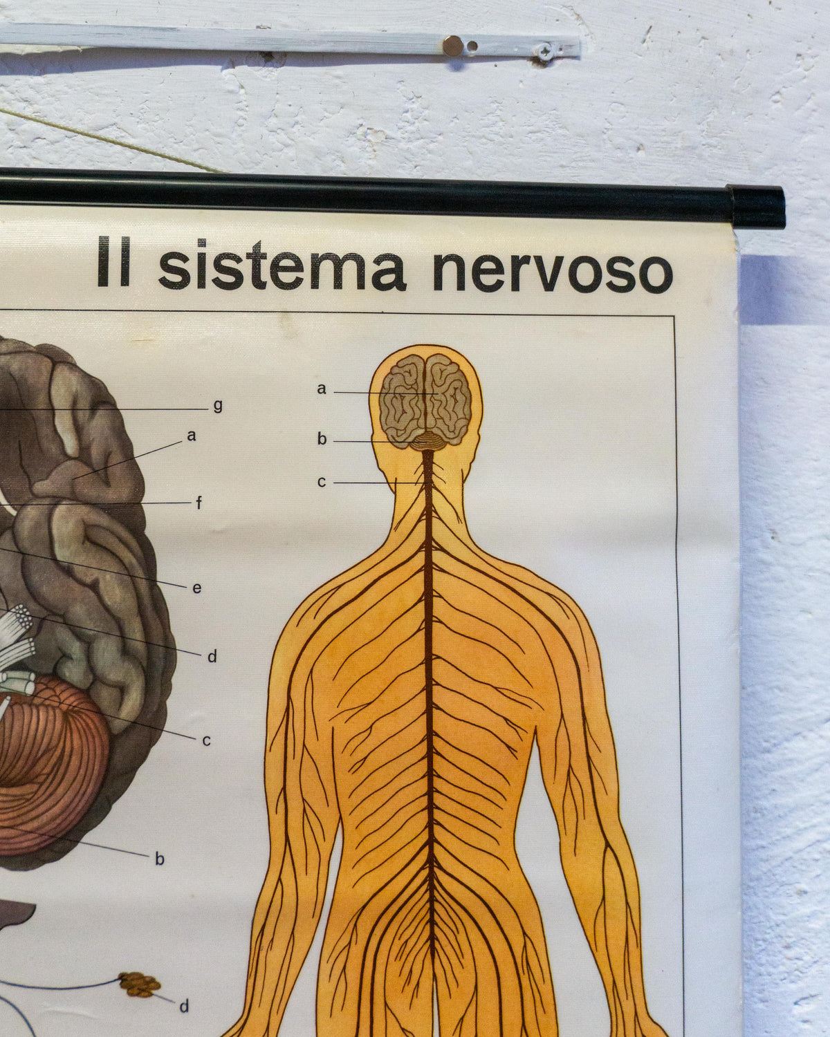 Mappa didattica Il sistema nervoso con stecche 1960