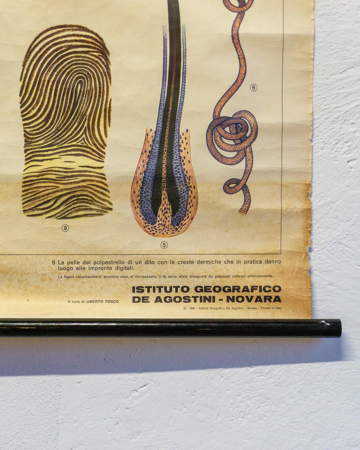 Mappa didattica “I Tegumenti” – anni ’60