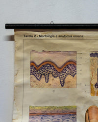 Mappa didattica “I Tegumenti” – anni ’60